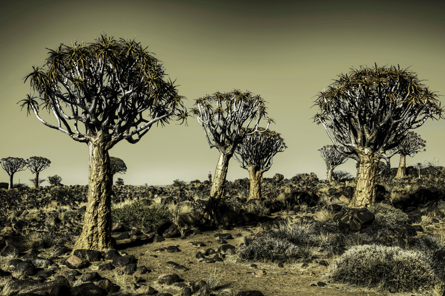 AS194 Wall décor art photographic on canvas landscape kokerbome